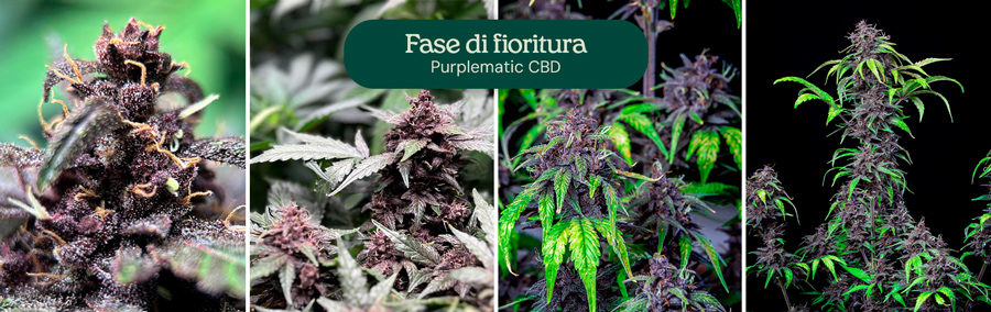 Fase di fioritura della varietà Purplematic CBD, con boccioli in sviluppo e fogliame verde in evidenza.