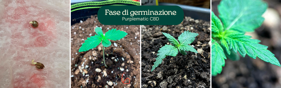 Un collage di immagini che ritraggono la varietà Purplematic CBD, mostrando varie fasi della sua crescita, inclusa la germinazione e la struttura della pianta.