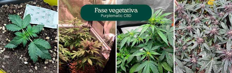 Immagini della fase vegetativa della varietà Purplematic CBD, che mostrano una giovane piantina e più piante con foglie verdi e sane sotto le luci di coltivazione, indicando una crescita vigorosa durante questa fase.