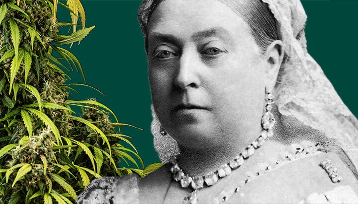 Ritratto della Regina Vittoria circondata da piante di cannabis lussureggianti su uno sfondo verde scuro.