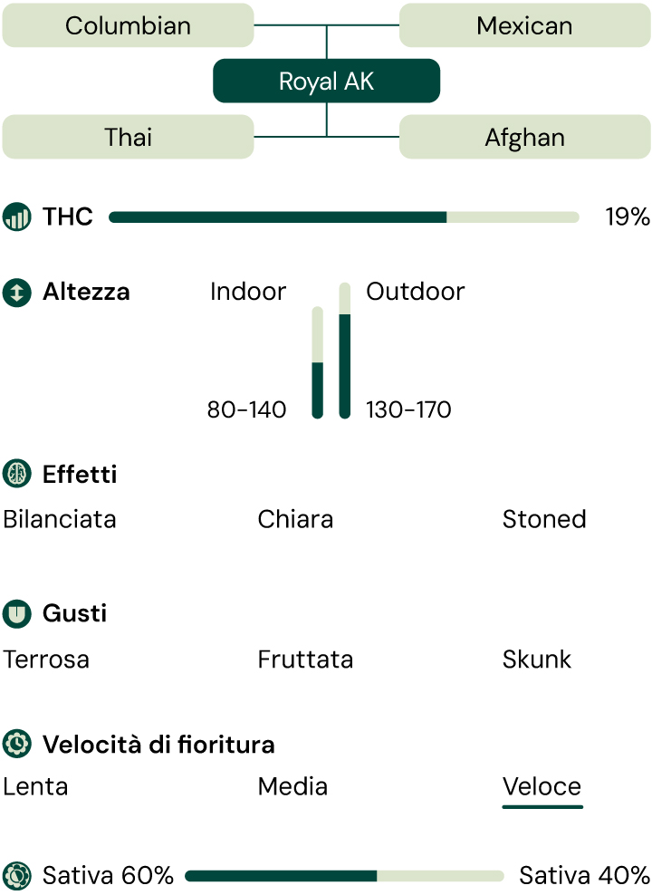 Royal AK Characteristics