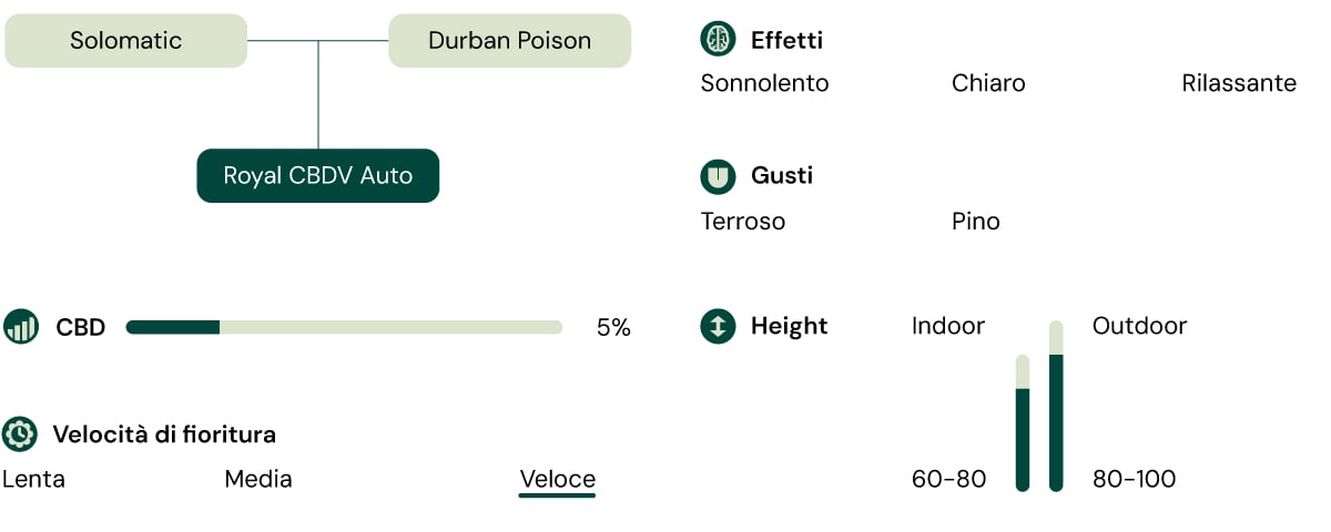 Una rappresentazione visiva della varietà di cannabis Royal CBDV Auto, evidenziando le sue principali caratteristiche: contenuto di CBD, effetti, sapori, altezza, velocità di fioritura e convenienza per la coltivazione indoor e outdoor.