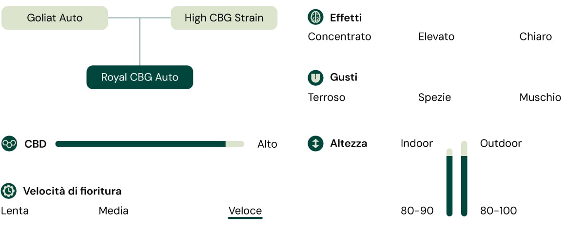 Infografica che illustra le caratteristiche della varietà di cannabis Royal CBG Auto, inclusi attributi come alto contenuto di CBG, velocità di fioritura rapida, altezza compatta e effetti come concentrazione e chiarezza.