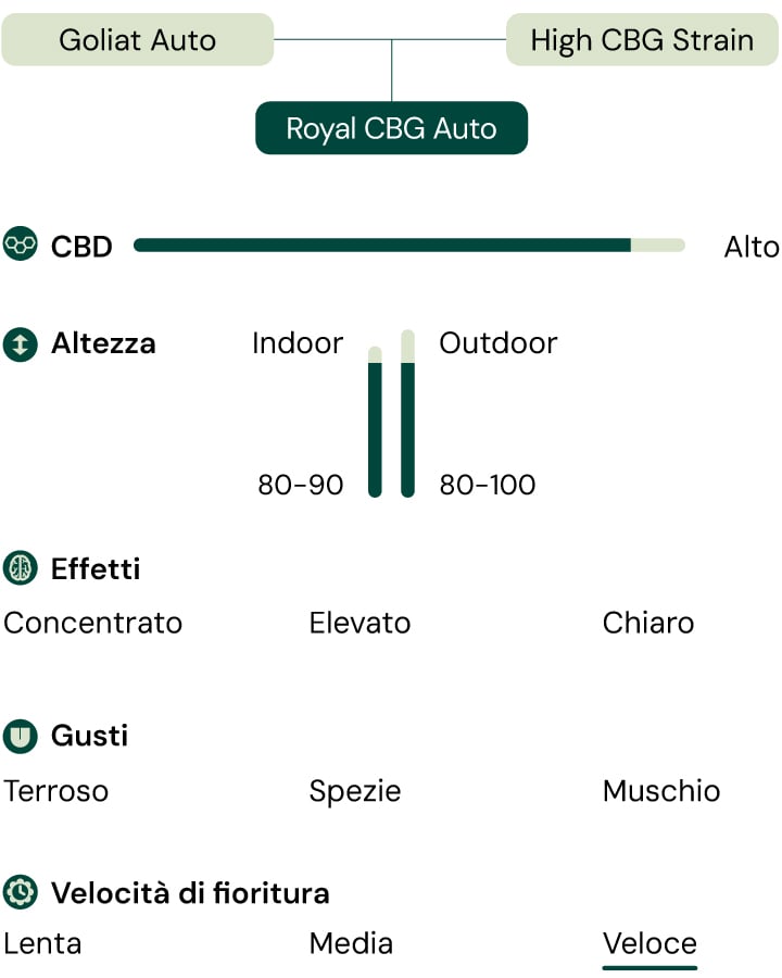 Infografica che illustra le caratteristiche della varietà di cannabis Royal CBG Auto, inclusi attributi come alto contenuto di CBG, velocità di fioritura rapida, altezza compatta e effetti come concentrazione e chiarezza.