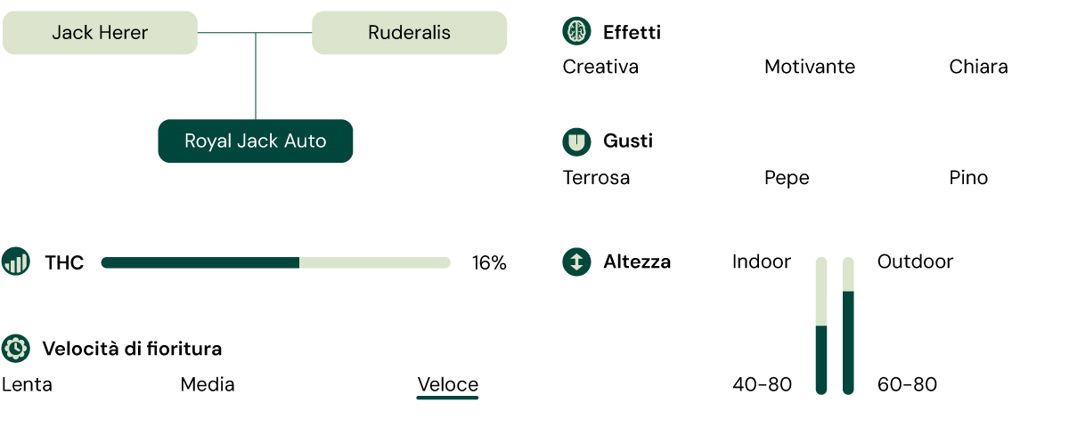 Caratteristiche della varietà di cannabis Royal Jack Auto: altezza, tempo di fioritura, THC, effetti, sapore, condizioni di coltivazione