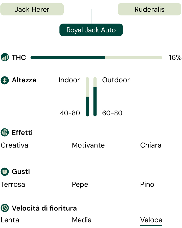 Caratteristiche della varietà di cannabis Royal Jack Auto: altezza, tempo di fioritura, THC, effetti, sapore, condizioni di coltivazione