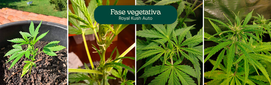 Royal Kush Auto Vegetative Phase