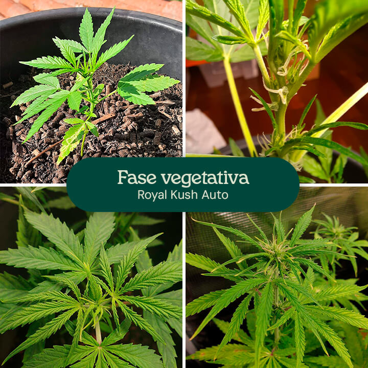 Royal Kush Auto Vegetative Phase