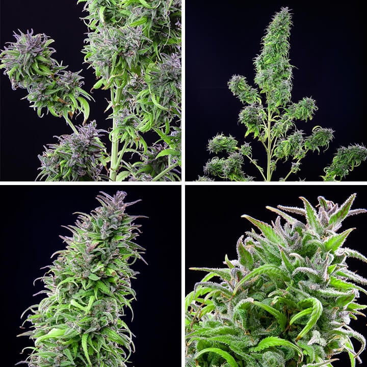 Collage di quattro immagini che mostra la pianta di cannabis Royal THCV da diverse angolazioni, evidenziando le sue cime dense e il rivestimento di tricomi ghiacciati. Una varietà sativa con un equilibrio di THCV e THC di Royal Queen Seeds.