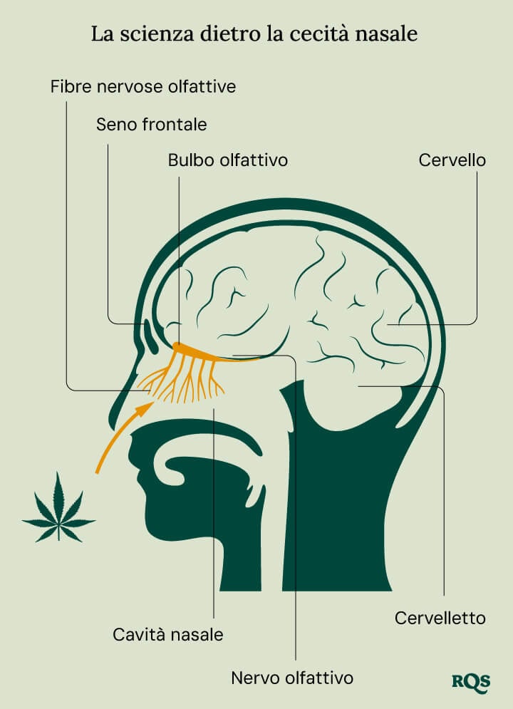 Illustrazione intitolata 