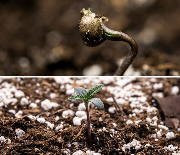 Triptych di tre immagini che mostrano la fase di semina della cannabis: la prima immagine presenta un primo piano di un seme di cannabis, la seconda mostra il processo di germinazione con il seme che germoglia e una radice principale visibile, e la terza illustra una pianta di cannabis di una settimana con foglie vere in via di sviluppo. Questa guida visiva enfatizza le fasi chiave della crescita, compresa l'imbibizione e la transizione dal seme alla pianta giovane.