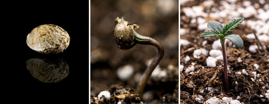 Triptych di tre immagini che mostrano la fase di semina della cannabis: la prima immagine presenta un primo piano di un seme di cannabis, la seconda mostra il processo di germinazione con il seme che germoglia e una radice principale visibile, e la terza illustra una pianta di cannabis di una settimana con foglie vere in via di sviluppo. Questa guida visiva enfatizza le fasi chiave della crescita, compresa l'imbibizione e la transizione dal seme alla pianta giovane.