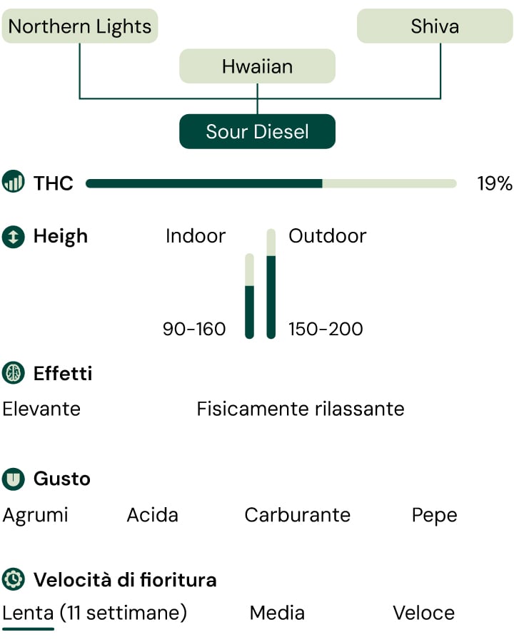 Sour Diesel Characteristics