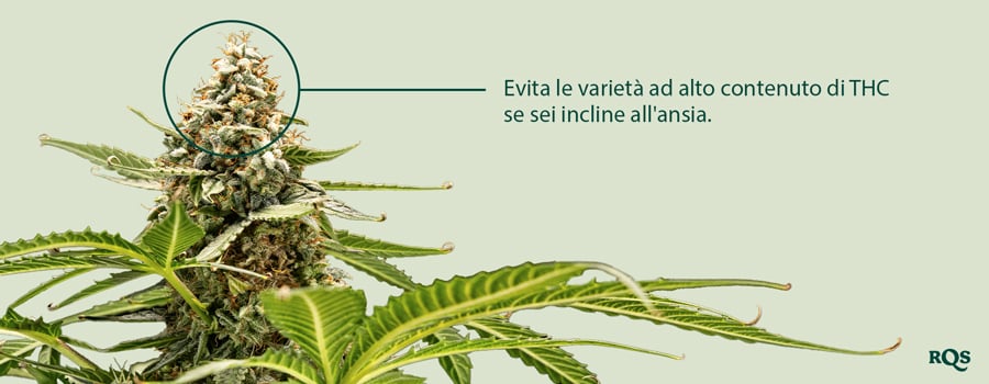 Un primo piano di una pianta di cannabis con un fiore evidenziato. Il testo "Evita le varietà ad alto contenuto di THC se sei un utente incline all'ansia" è accanto al fiore.