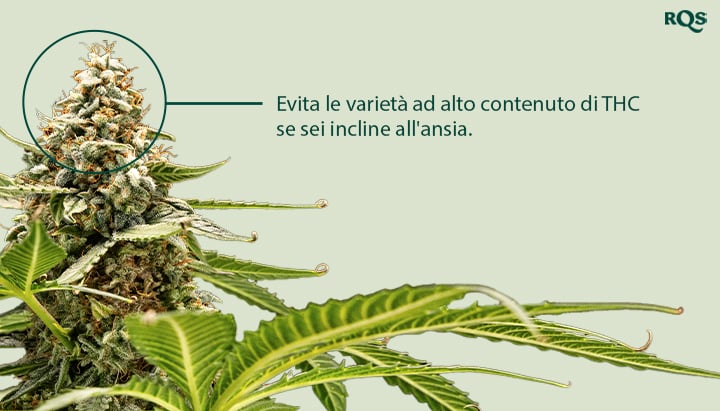 Un primo piano di una pianta di cannabis con un fiore evidenziato. Il testo "Evita le varietà ad alto contenuto di THC se sei un utente incline all'ansia" è accanto al fiore.