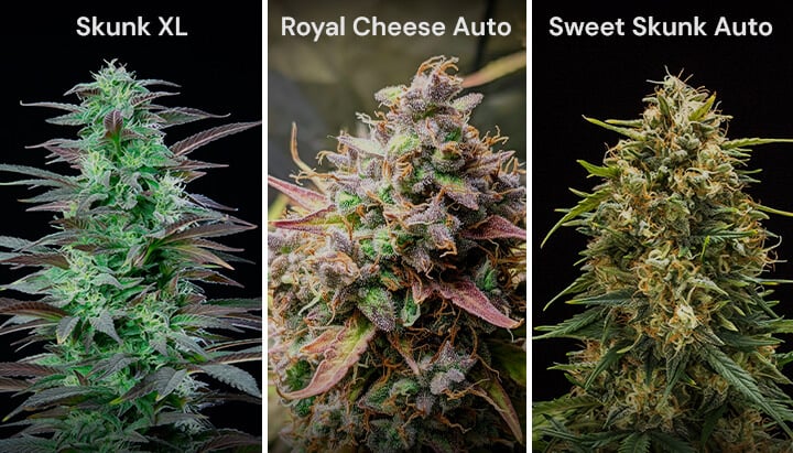 Un collage di tre varietà di cannabis: Skunk XL con gemme dense, Royal Cheese Auto con pistilli arancioni e Sweet Skunk Auto con gemme verdi e viola.