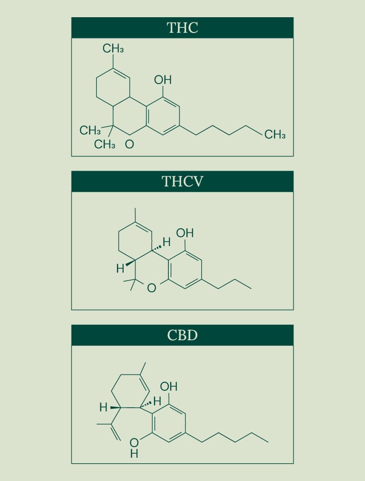 Immagine che mostra le strutture chimiche di tre cannabinoidi: THC, THCV e CBD. Ogni composto è mostrato in una casella separata con il suo nome in alto.