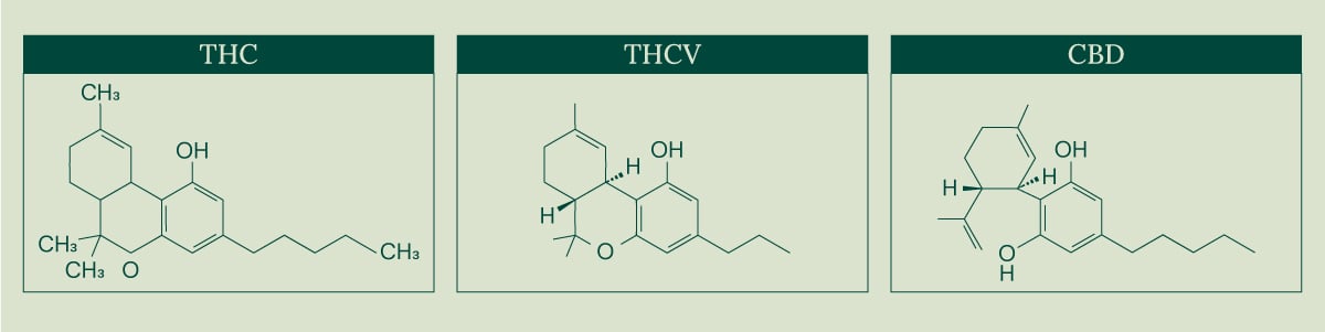 Immagine che mostra le strutture chimiche di tre cannabinoidi: THC, THCV e CBD. Ogni composto è mostrato in una casella separata con il suo nome in alto.