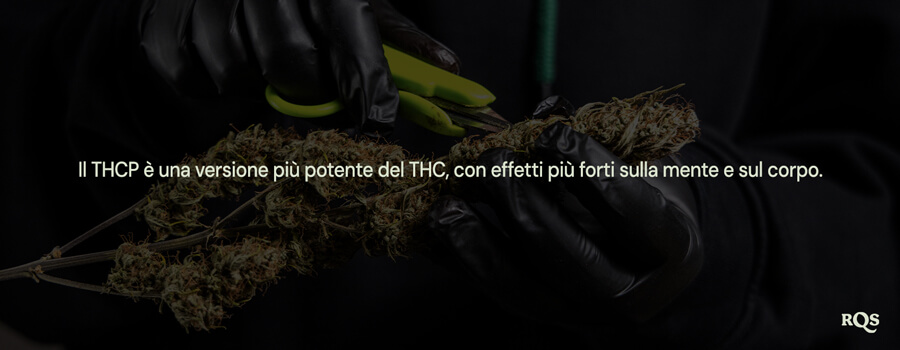 Persona con guanti neri che pota una pianta di cannabis, sottolineando che "il THCP è una versione più potente del THC con effetti più forti sulla mente e sul corpo."