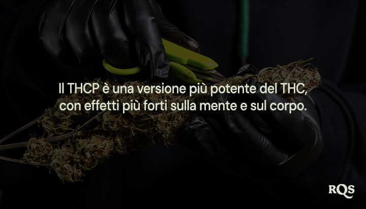 Persona con guanti neri che pota una pianta di cannabis, sottolineando che "il THCP è una versione più potente del THC con effetti più forti sulla mente e sul corpo."