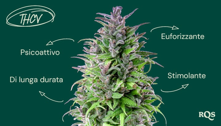 Immagine di una pianta di cannabis con annotazioni sugli effetti del THCV in polacco. Le etichette descrivono il THCV come psicoattivo, duraturo, stimolante ed elevatore dell'umore.