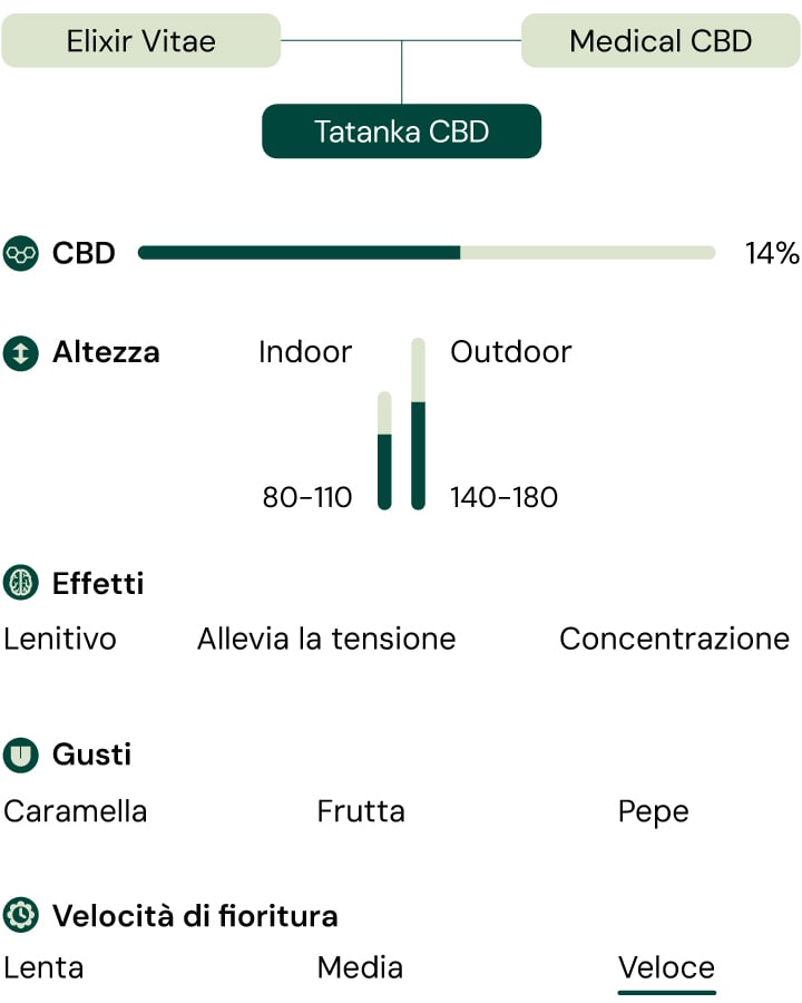 Diagramma delle caratteristiche di Tatanka CBD: effetti, gusti, contenuto di CBD, altezza, velocità di fioritura e ambiente di coltivazione