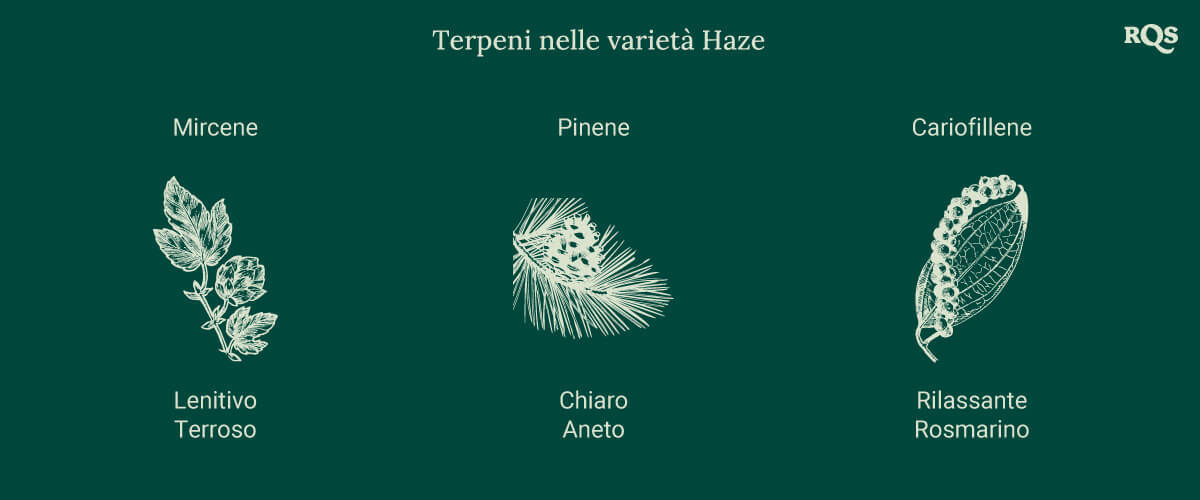 Grafico che mostra tre terpeni delle varietà di cannabis Haze, ciascuno associato a un'illustrazione di pianta. Effetti come rilassamento, aumento di energia e concentrazione sono elencati sotto.