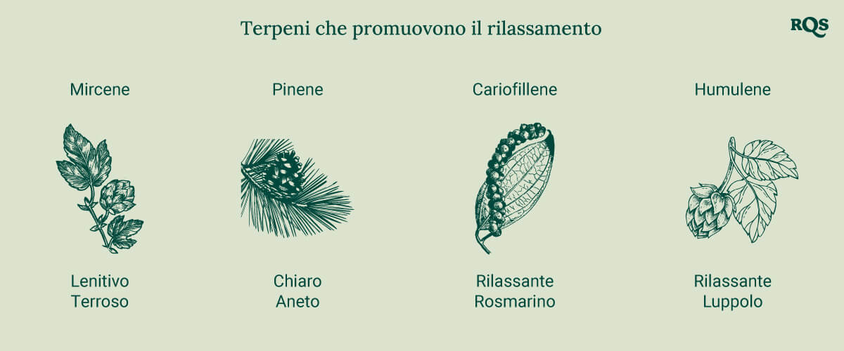 Un diagramma che mostra i terpeni rilassanti, tra cui Mircene, Pinene, Cariofillene e Umulene, elencati in ordine alfabetico con immagini delle piante di origine, evidenziando i loro effetti calmanti.