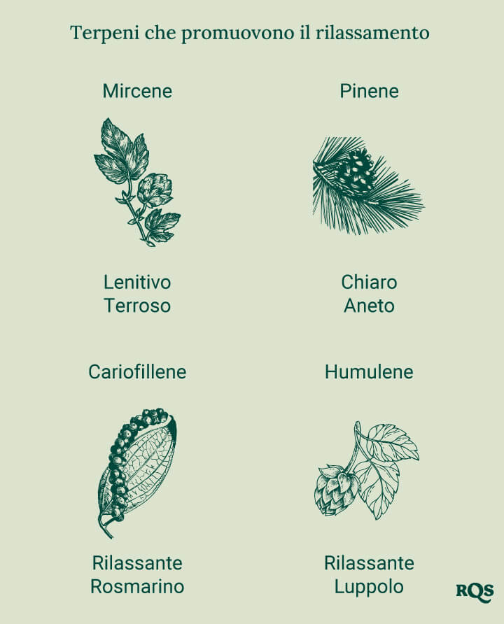 Un diagramma che mostra i terpeni rilassanti, tra cui Mircene, Pinene, Cariofillene e Umulene, elencati in ordine alfabetico con immagini delle piante di origine, evidenziando i loro effetti calmanti.