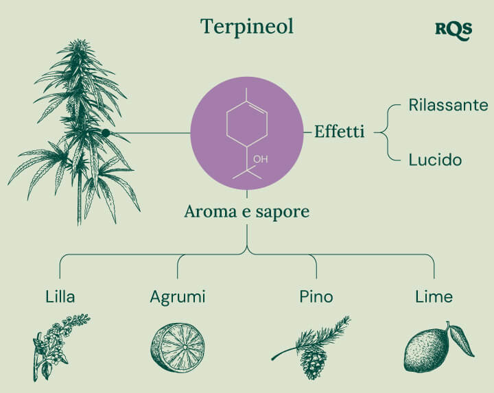 Terpineol Cannabis Terpene