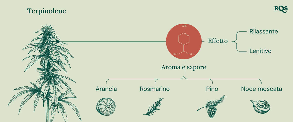 "Infografica sul Terpinolene: La struttura chimica, l'aroma, il sapore e gli effetti del terpinolene, un terpene presente nella cannabis.  "