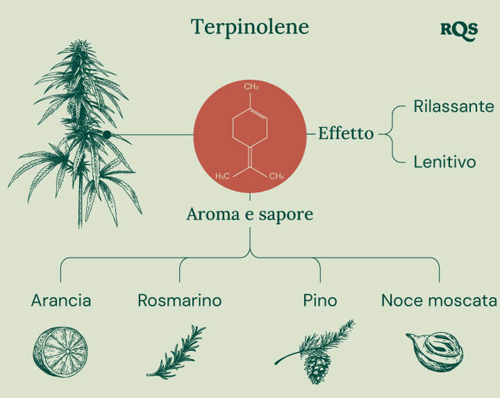 "Infografica sul Terpinolene: La struttura chimica, l'aroma, il sapore e gli effetti del terpinolene, un terpene presente nella cannabis.  "