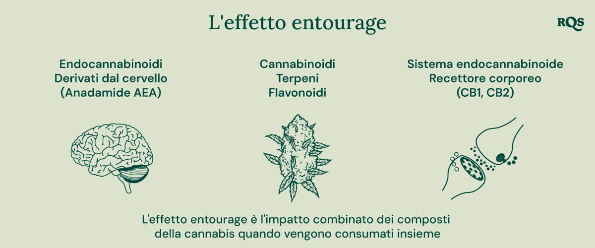 Infografica che illustra come diversi composti della cannabis interagiscono nel corpo. Illustra la relazione tra endocannabinoidi, cannabinoidi, terpeni, flavonoidi e i recettori del corpo del sistema endocannabinoide. Il diagramma mostra un cervello, una gemma di cannabis e recettori cellulari per rappresentare come questi elementi lavorano insieme.