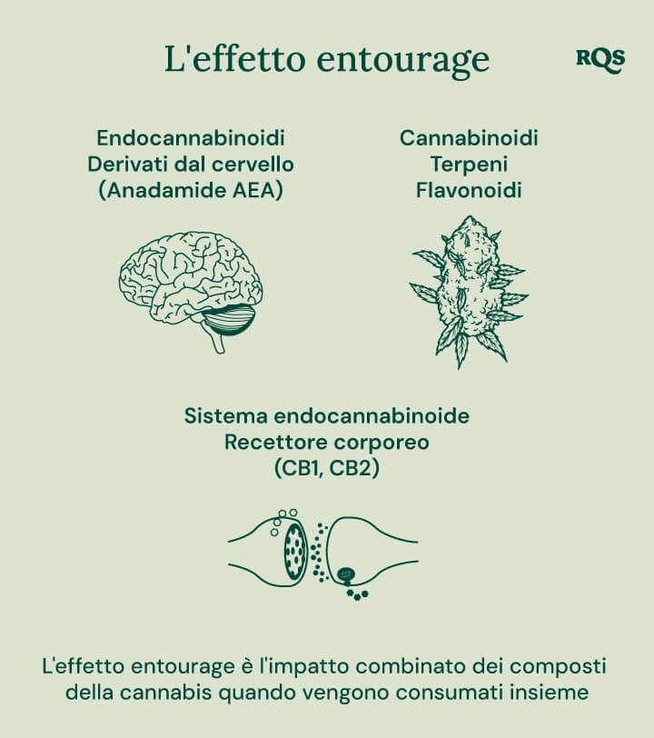 Infografica che illustra come diversi composti della cannabis interagiscono nel corpo. Illustra la relazione tra endocannabinoidi, cannabinoidi, terpeni, flavonoidi e i recettori del corpo del sistema endocannabinoide. Il diagramma mostra un cervello, una gemma di cannabis e recettori cellulari per rappresentare come questi elementi lavorano insieme.