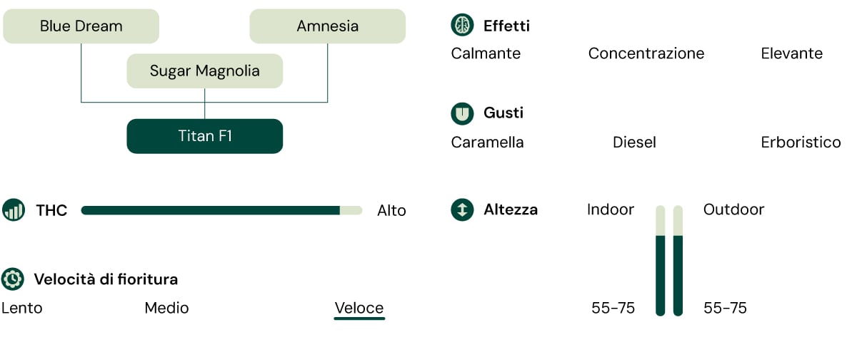 Diagramma della varietà di cannabis Titan F1 che mostra le piante madri, gli effetti, il profilo di gusto, il livello di THC, l'altezza della pianta e la velocità di fioritura rapida.