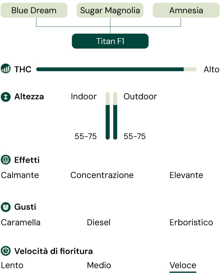 Diagramma della varietà di cannabis Titan F1 che mostra le piante madri, gli effetti, il profilo di gusto, il livello di THC, l'altezza della pianta e la velocità di fioritura rapida.