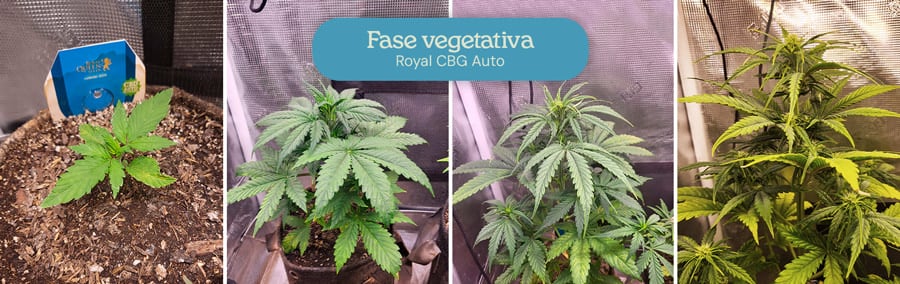 Fase vegetativa della varietà di cannabis Royal CBG Auto. Le immagini mostrano giovani piante con foglie verdi lussureggianti, che crescono in altezza e diventano più rigogliose man mano che progrediscono nelle fasi iniziali di sviluppo.