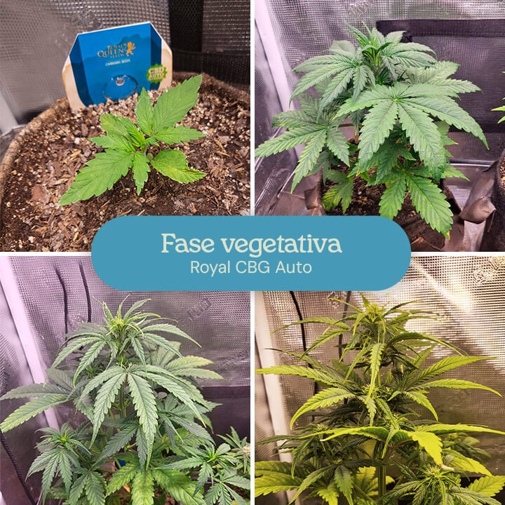 Fase vegetativa della varietà di cannabis Royal CBG Auto. Le immagini mostrano giovani piante con foglie verdi lussureggianti, che crescono in altezza e diventano più rigogliose man mano che progrediscono nelle fasi iniziali di sviluppo.