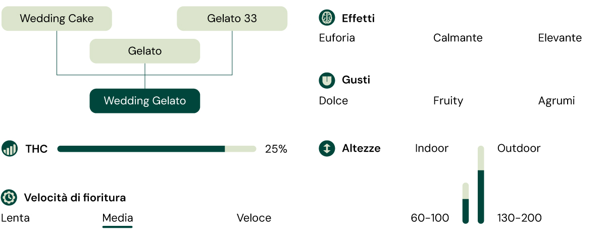 Infografica che illustra le caratteristiche della varietà di cannabis Wedding Gelato, evidenziando il suo contenuto di 60% indica e 25% di THC, insieme a descrizioni del suo aroma, profilo di sapore e effetti cerebrali e fisici bilanciati.