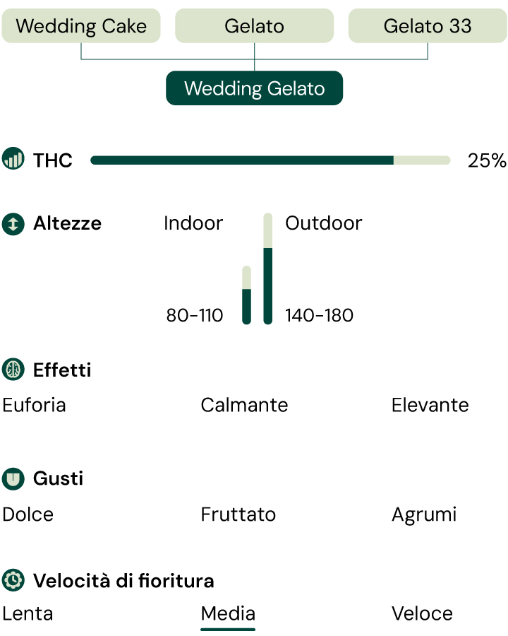 Infografica che illustra le caratteristiche della varietà di cannabis Wedding Gelato, evidenziando il suo contenuto di 60% indica e 25% di THC, insieme a descrizioni del suo aroma, profilo di sapore e effetti cerebrali e fisici bilanciati.