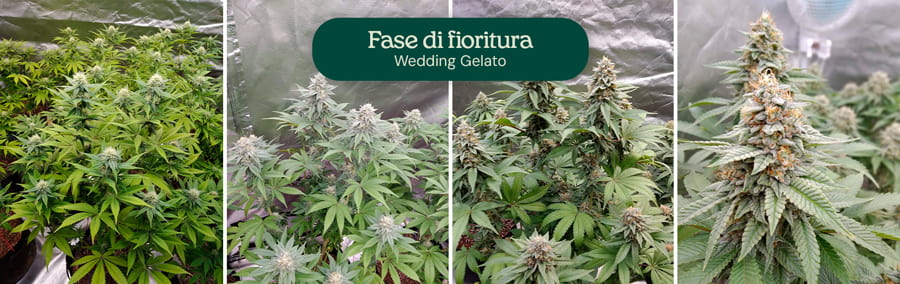 Immagine che mostra la fase di fioritura delle piante di cannabis Wedding Gelato, evidenziando la loro notevole crescita, i densi grappoli di fiori aromatici e i fiori spessi coperti di tricomi, pronti per la raccolta dopo 8-10 settimane in interni.