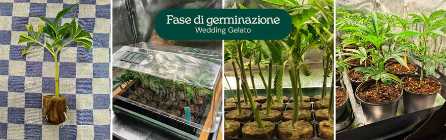 Immagine che mostra la fase di germinazione dei semi di cannabis Wedding Gelato, evidenziando i semi freschi e le prime fasi di crescita, adatta sia per coltivatori principianti che esperti.