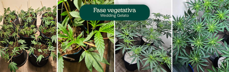 Immagine che mostra la fase vegetativa delle piante di cannabis Wedding Gelato, evidenziando la loro tipica struttura ibrida con foglie a ventaglio di dimensioni moderate e un forte fusto centrale, adatta sia per coltivatori principianti che esperti.