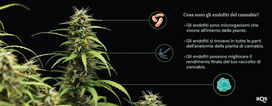 Un diagramma di una pianta di cannabis circondata da tre cerchi che mostrano i benefici degli endofiti: vivono all'interno delle piante, abitano tutte le parti della pianta e aumentano il rendimento della cannabis. Una lente d'ingrandimento evidenzia gli endofiti all'interno della pianta.