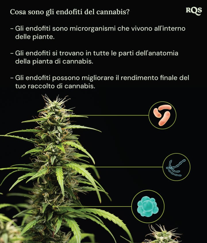 Un diagramma di una pianta di cannabis circondata da tre cerchi che mostrano i benefici degli endofiti: vivono all'interno delle piante, abitano tutte le parti della pianta e aumentano il rendimento della cannabis. Una lente d'ingrandimento evidenzia gli endofiti all'interno della pianta.