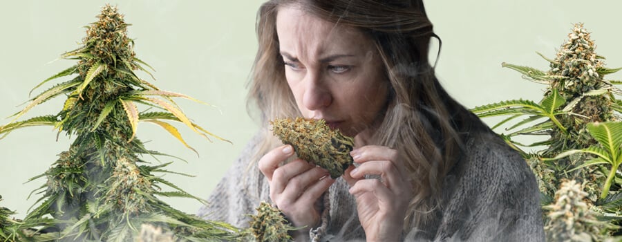 Una donna sta annusando un fiore di cannabis, circondata da due piante con gemme dense, su uno sfondo verde pastello. Un leggero vapore sale dalla parte inferiore dell'immagine, illustrando sottilmente il concetto di 