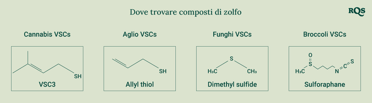 Diagramma che mostra le strutture chimiche dei composti di zolfo presenti nel cannabis, aglio, funghi e broccoli per una migliore comprensione delle loro proprietà uniche.