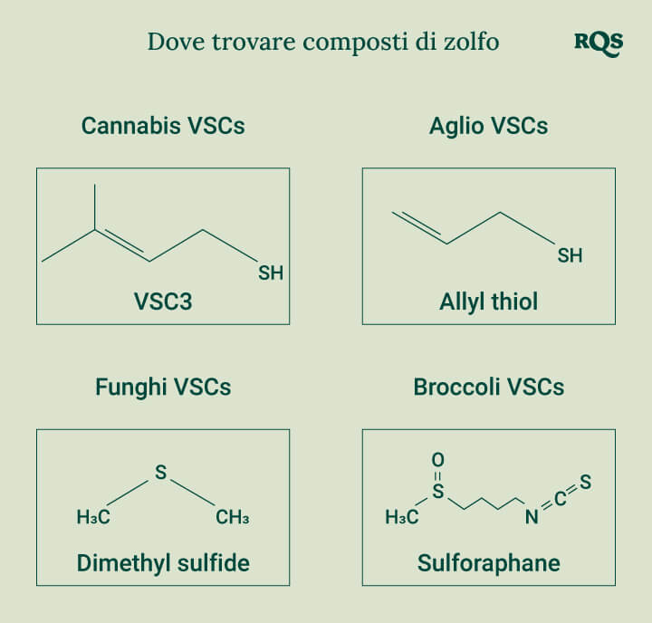 Diagramma che mostra le strutture chimiche dei composti di zolfo presenti nel cannabis, aglio, funghi e broccoli per una migliore comprensione delle loro proprietà uniche.