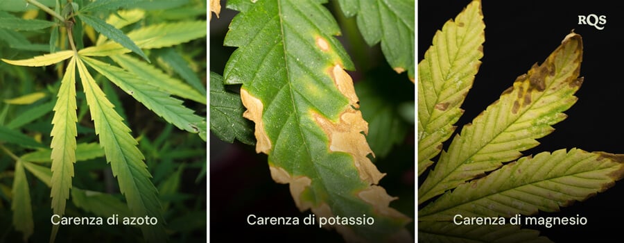 Foglie di cannabis colpite da carenze di azoto, potassio e magnesio, con distinti schemi di ingiallimento e imbrunimento. Relativo all'ingiallimento della pianta di cannabis dal basso verso l'alto e alle punte gialle sulle foglie di cannabis.