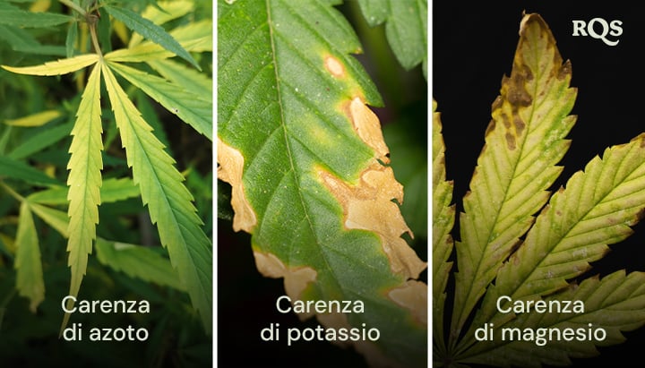 Foglie di cannabis colpite da carenze di azoto, potassio e magnesio, con distinti schemi di ingiallimento e imbrunimento. Relativo all'ingiallimento della pianta di cannabis dal basso verso l'alto e alle punte gialle sulle foglie di cannabis.